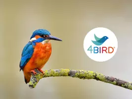 4BIRD®, szkło przyjazne ptakom. Zimorodek siedzący na porośniętej mchem gałęzi. Po prawej stronie logo gamy produktów 4 BIRD